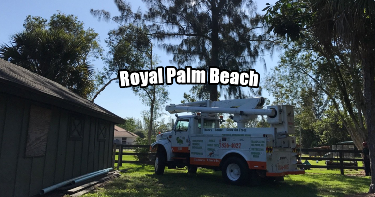 Tree Removal in Royal Palm Beach