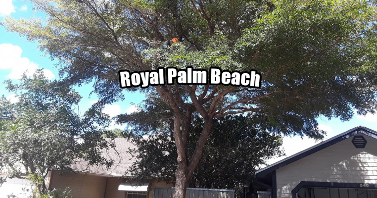 Tree Trimming in Royal Palm Beach