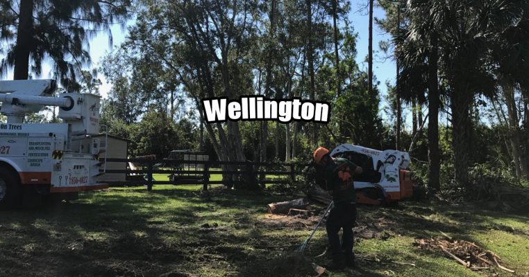 Tree Removal in Wellington